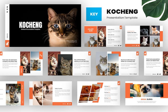 宠物猫咪动物护理服务介绍Keynote模板 - PPT派 宠物猫咪动物护理服务介绍Keynote模板 - PPT派